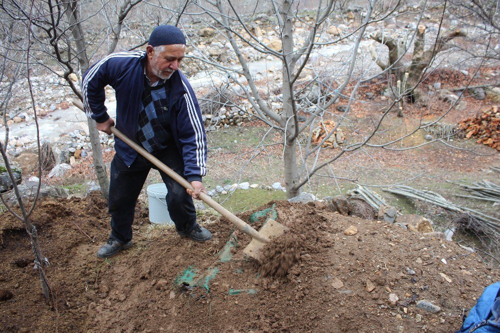 Sason’da Şalgam Toprak Altında Çıkarılmaya Başlandı