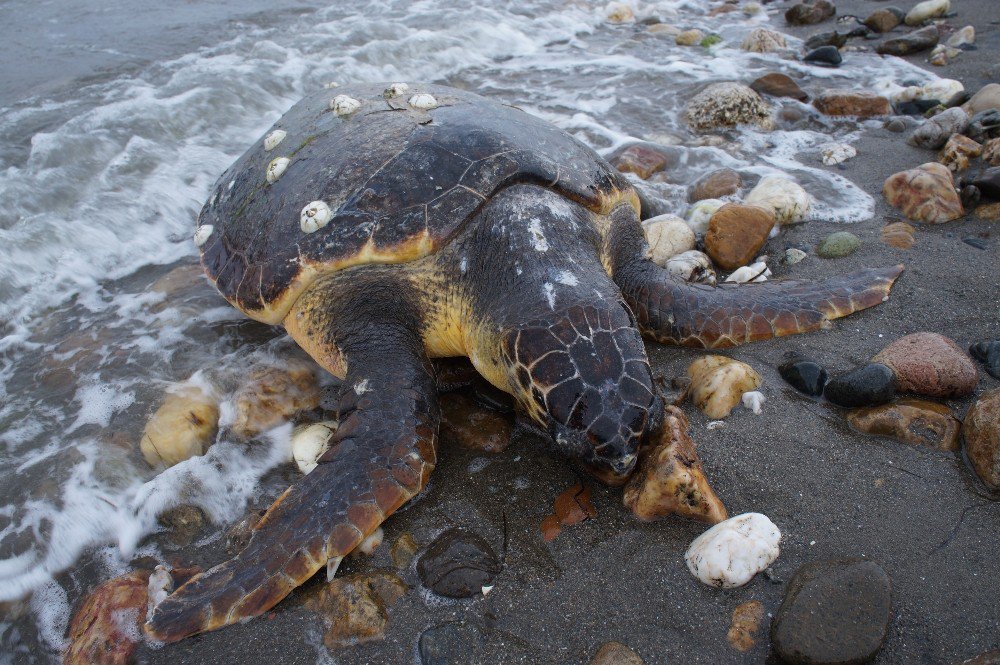 Çardak Kum Adasında Ölü Caretta Caretta Bulundu