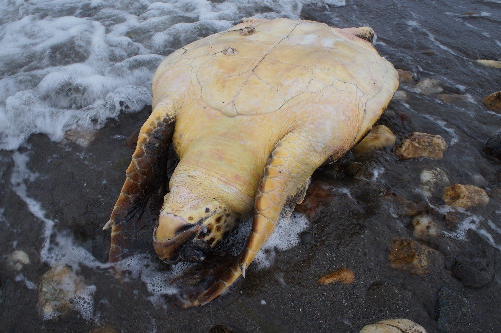 Çardak Kum Adasında Ölü Caretta Caretta Bulundu