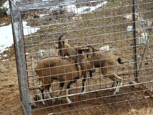 Erzurum’da Gps Takılan Yaban Keçileri Doğaya Salındı