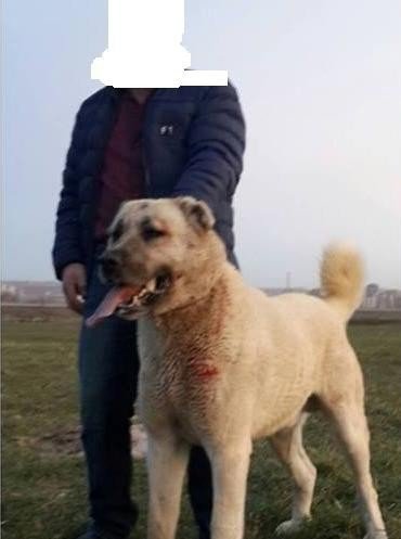 Köpek Dövüştüren Ve Kulağını Keserek Eziyet Eden Şahsa 12 Bin 613 Tl Ceza