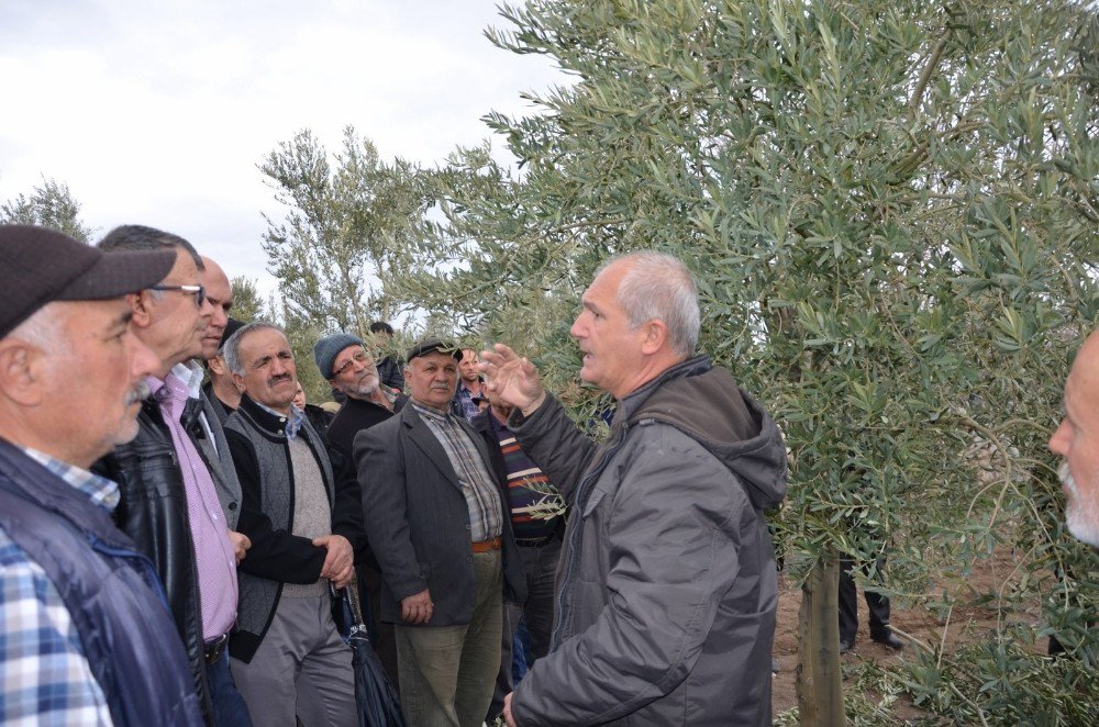 Zeytin Üreticisine Yerinde Uygulamalı Eğitim