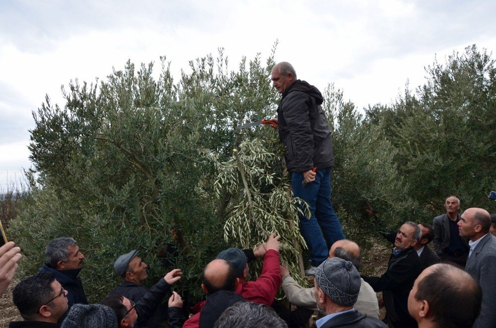 Zeytin Üreticisine Yerinde Uygulamalı Eğitim