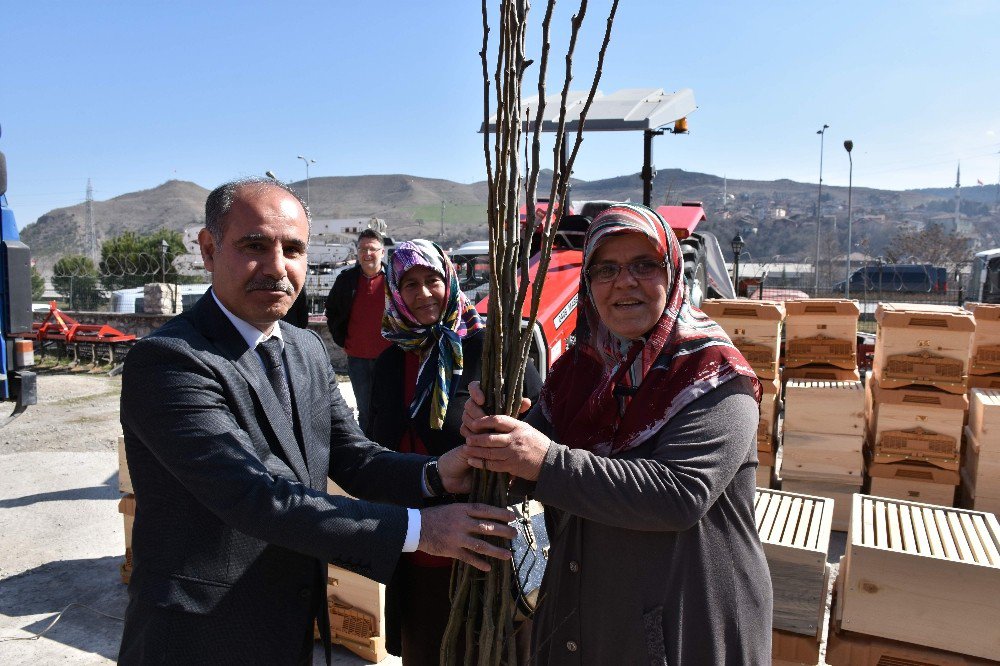 Karabük’te Çiftçilere Fidanlar Ve Arısız Kovan