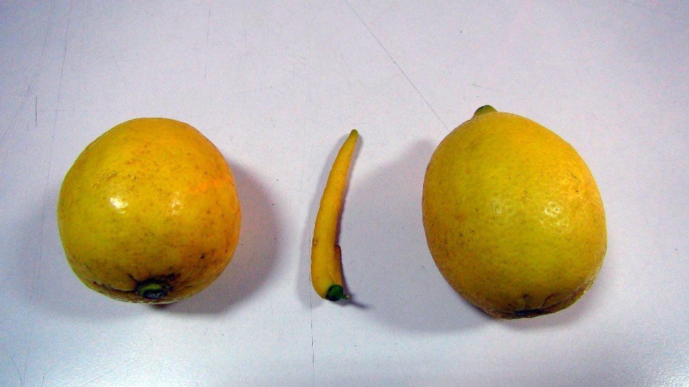 Biber Görünümlü Limon