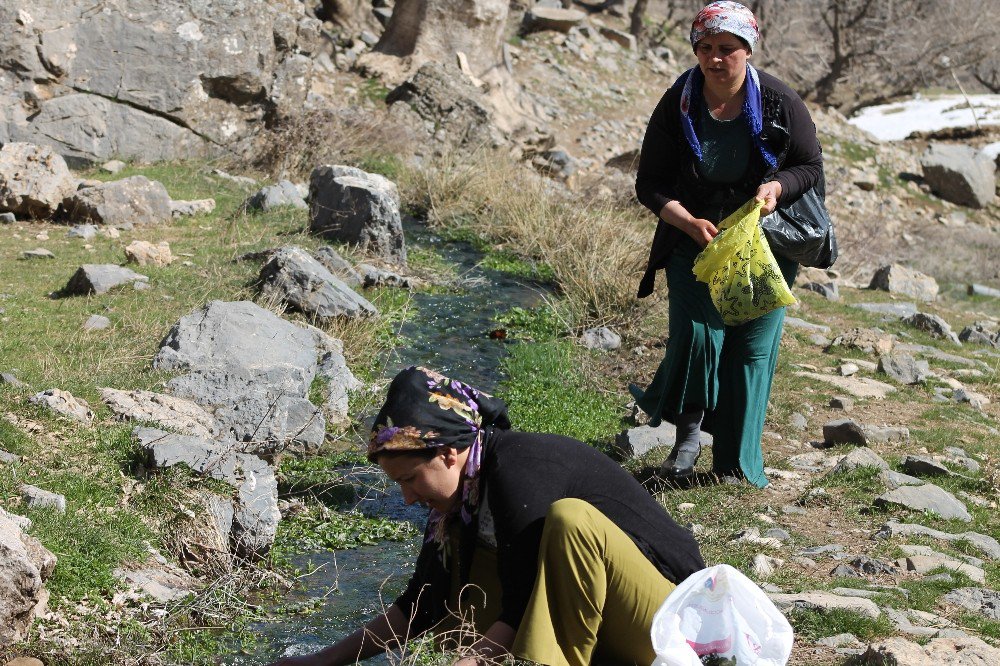 Pancar Toplamak İçin 4 Kilometre Yürüyorlar