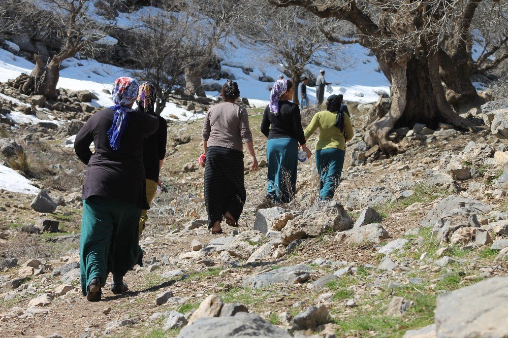 Pancar Toplamak İçin 4 Kilometre Yürüyorlar