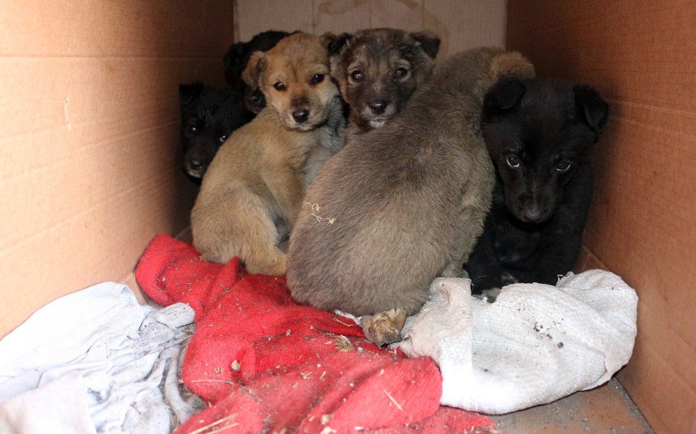 Ağrı’da Sokağa Bırakılmış Yavru Köpeklere Sahip Çıktı