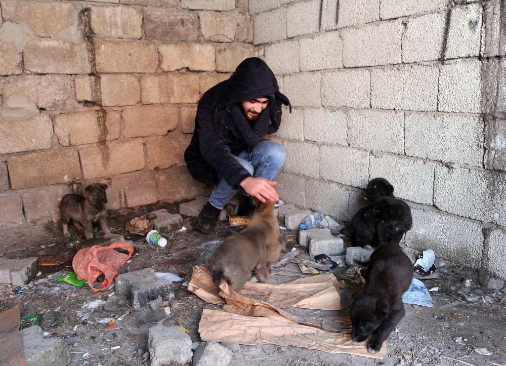 Ağrı’da Sokağa Bırakılmış Yavru Köpeklere Sahip Çıktı