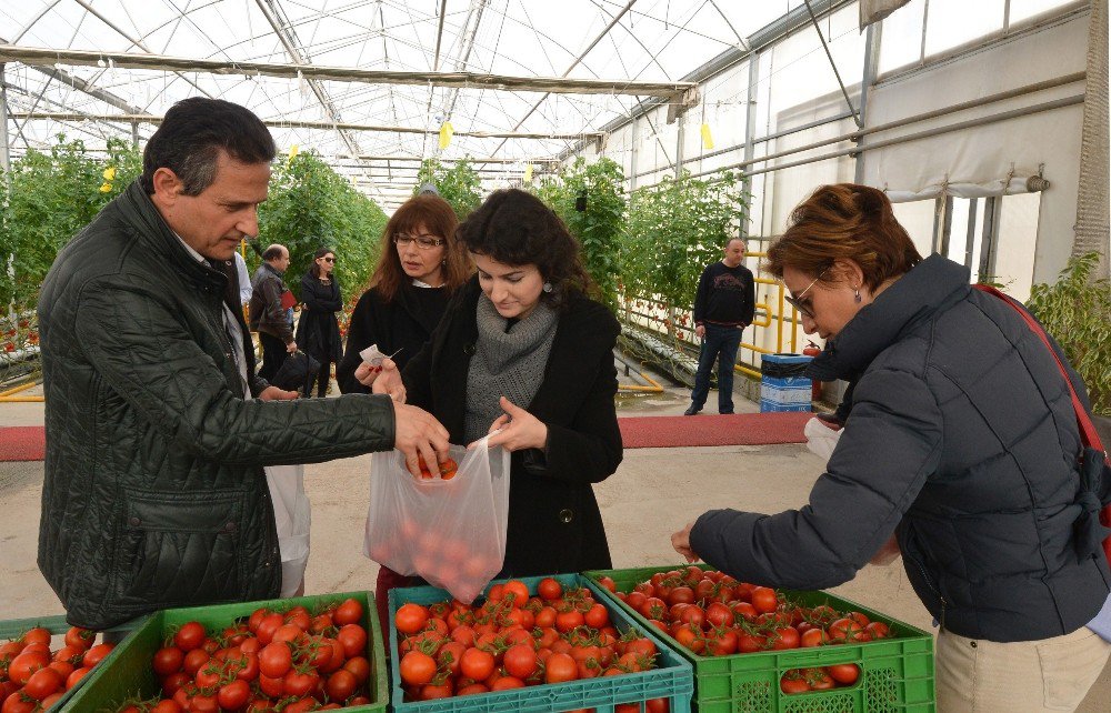 Mamak Çöplüğünün Seralarında Hormonsuz Domates, Biber, Salatalık Yetişiyor