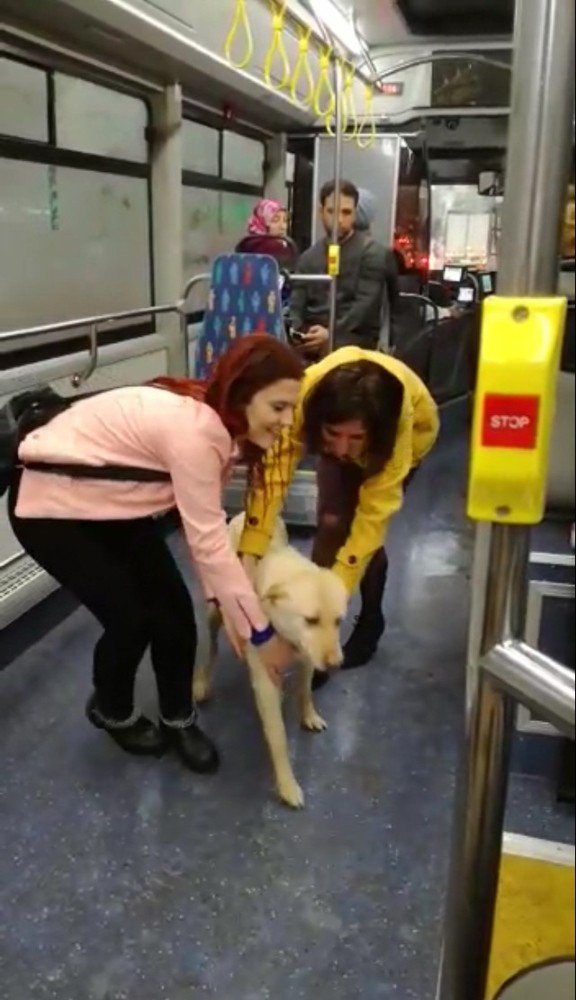 Yağmurdan Kaçan Sokak Köpeği Belediye Otobüsüne Sığındı