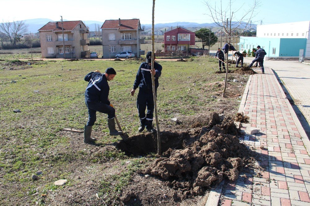 Biga’da 3 Ayda 7 Bin Ağaç Dikiliyor