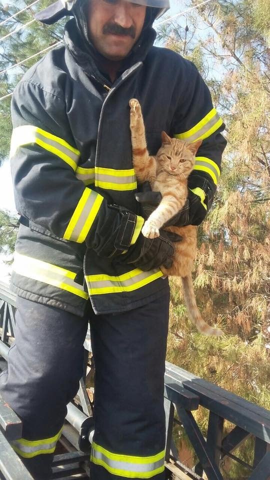 Elektrik Direğinde Mahsur Kalan Kedi Kurtarıldı