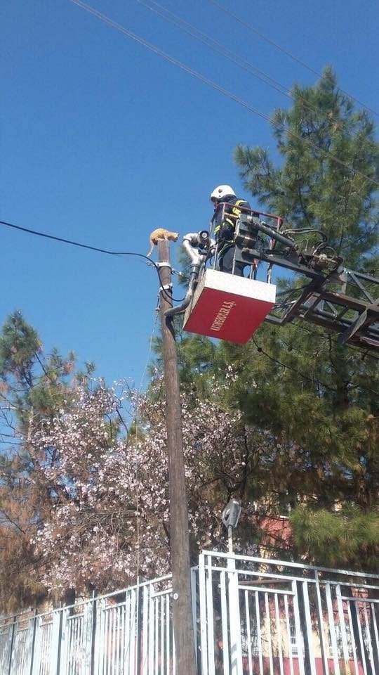 Elektrik Direğinde Mahsur Kalan Kedi Kurtarıldı