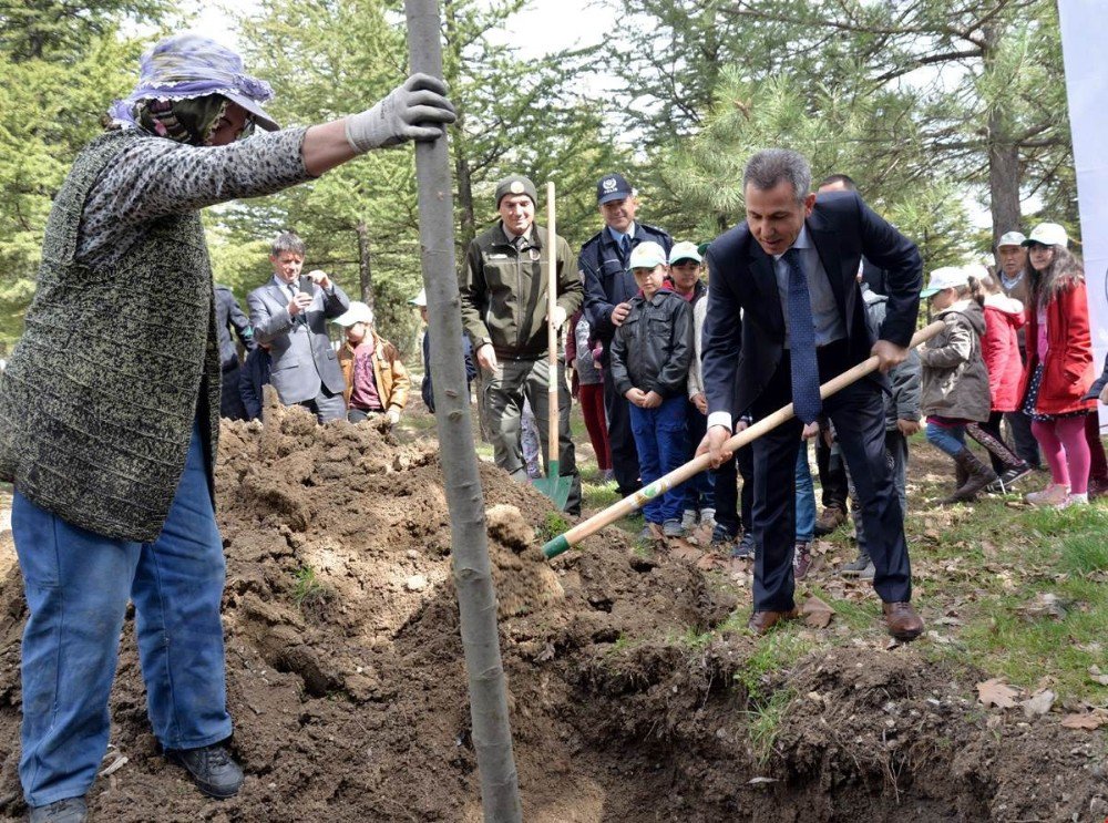 Ertuğrul Gazi Türbesi Alanına Çınar Ve Ihlamur Fidanları Dikildi