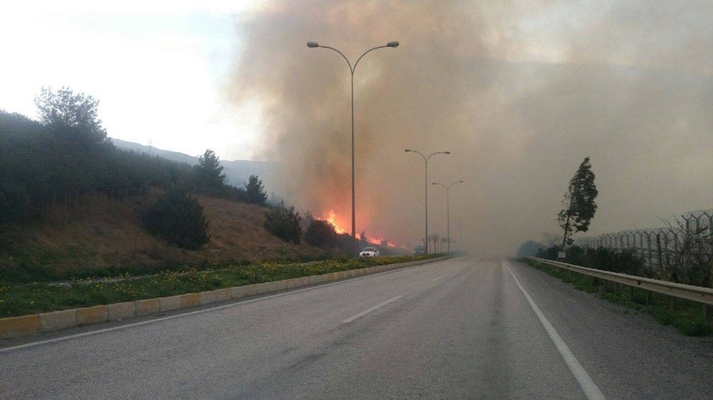 İskenderun’da Orman Yangını