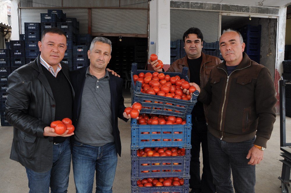 Domates Üreticisi Rusya’ya İhracat Yasağının Kalkmasını Bekliyor