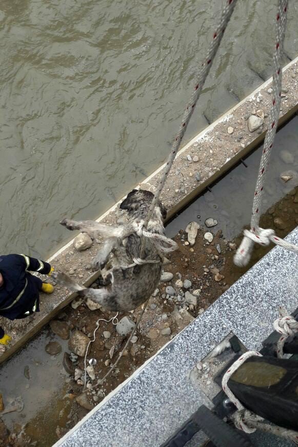 Harşit Çayı’na Düşen Köpeği İtfaiye Kurtardı