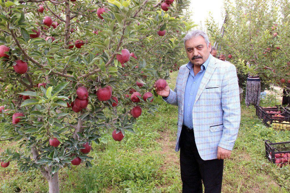 Karaman Elmasında 500 Bin Ton Rekolte Beklentisi