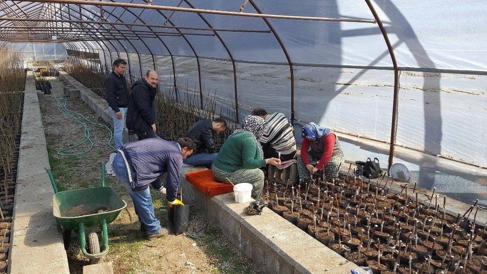 Niksar’da Ceviz Aşılama Çalışmaları Başladı