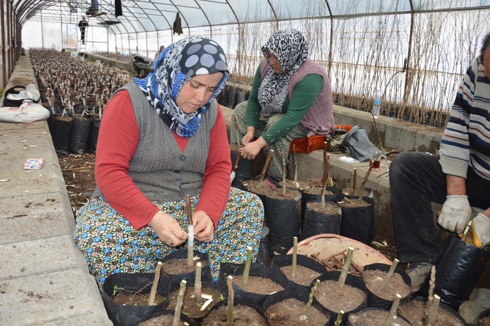 Niksar’da Ceviz Aşılama Çalışmaları Başladı