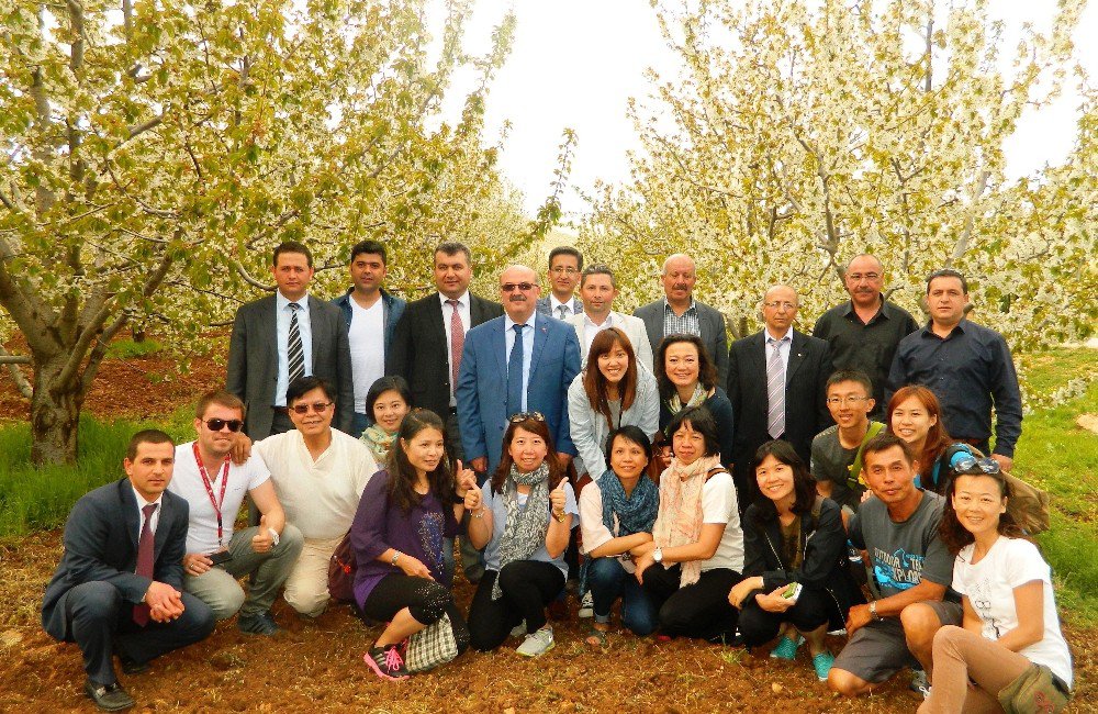 Türkiye’nin Kiraz Bahçesi Japonları Bekliyor