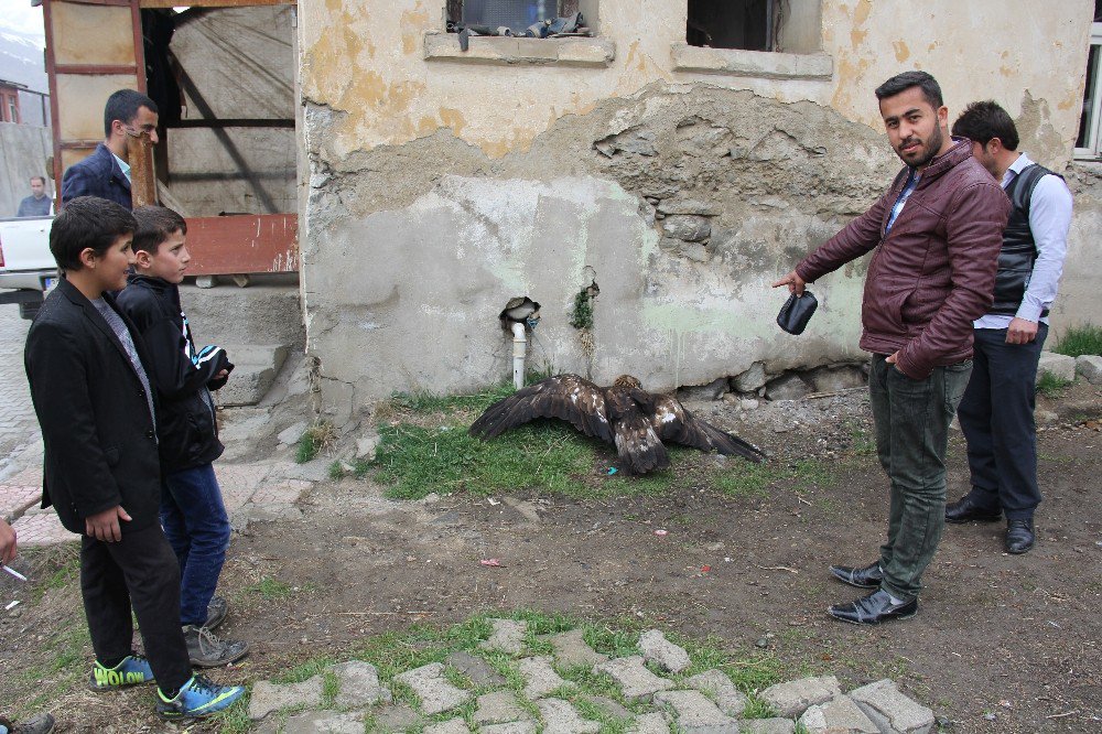 Yolda Bulunan Kartal İlgi Odağı Oldu