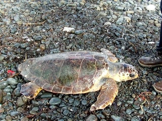 Karaya Vuran Caretta’ya Yardım Eli Çevrecilerden Geldi