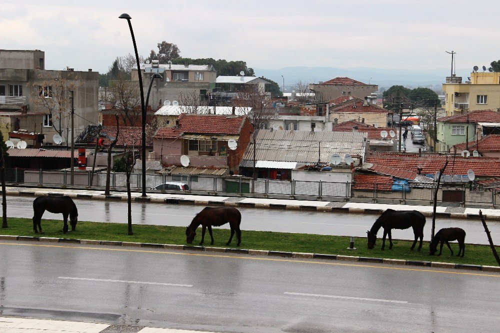 Başıboş Bırakılan Atlar Tehlikeye Davetiye Çıkardı