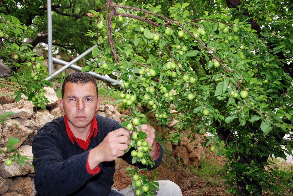 Yılın İlk Eriği Rusya İçin Hasat Edildi