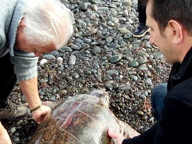 Karaya Vuran Caretta’ya Yardım Eli Çevrecilerden Geldi