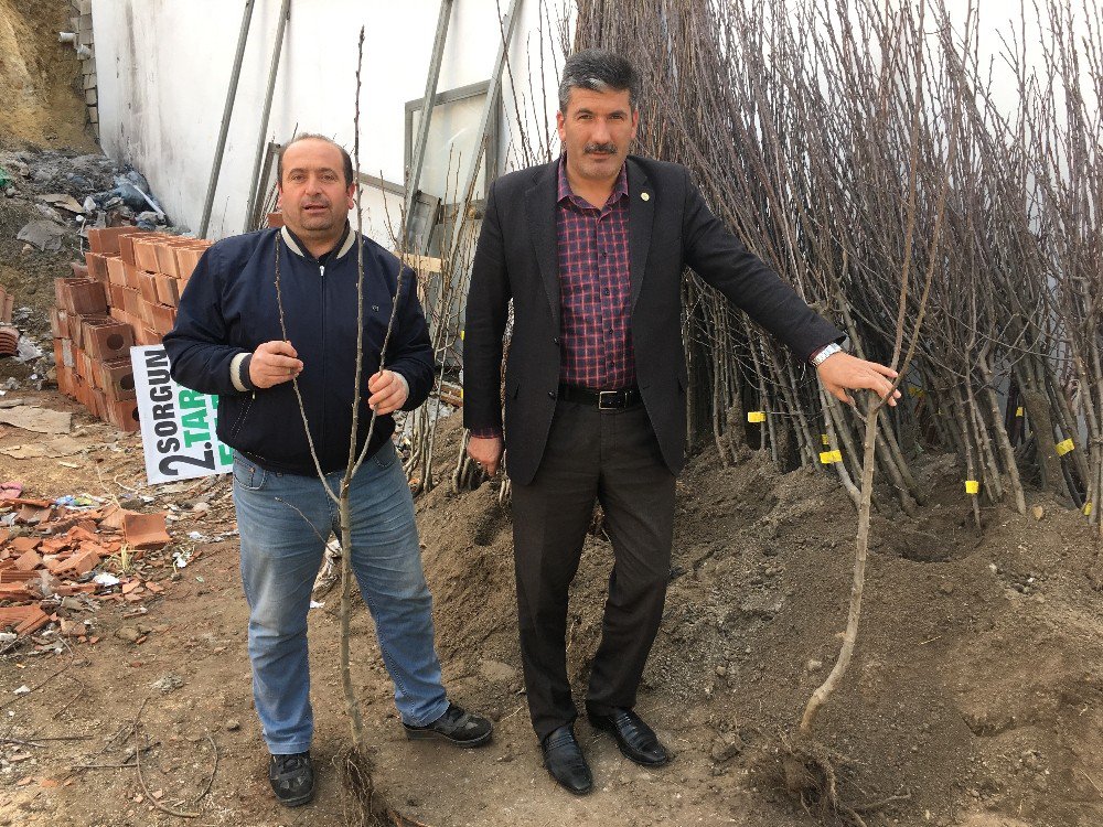 Akdağmadeni’nde Fidan Satışlarına Yoğun İlgi