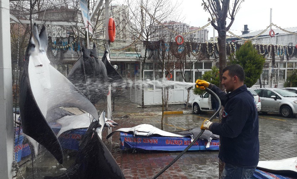 Akdeniz’i Dev Vatozlar Bastı