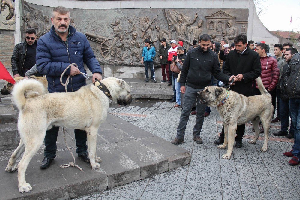 Hollandalılara Kangal Köpekli Gözdağı