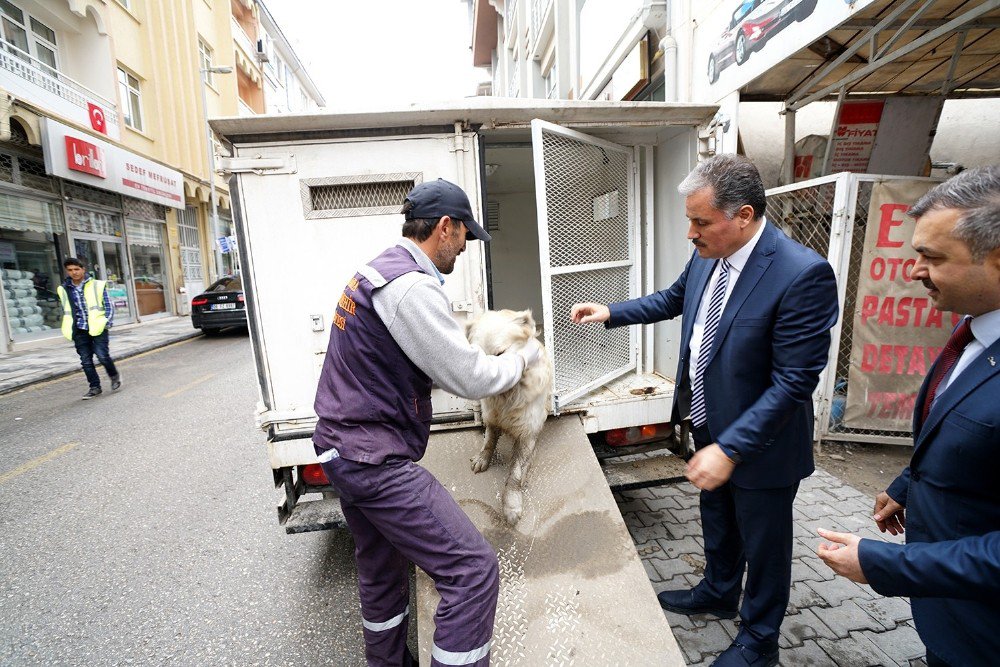 Yaralı Köpeğin Hayatını Belediye Başkanı Kurtardı