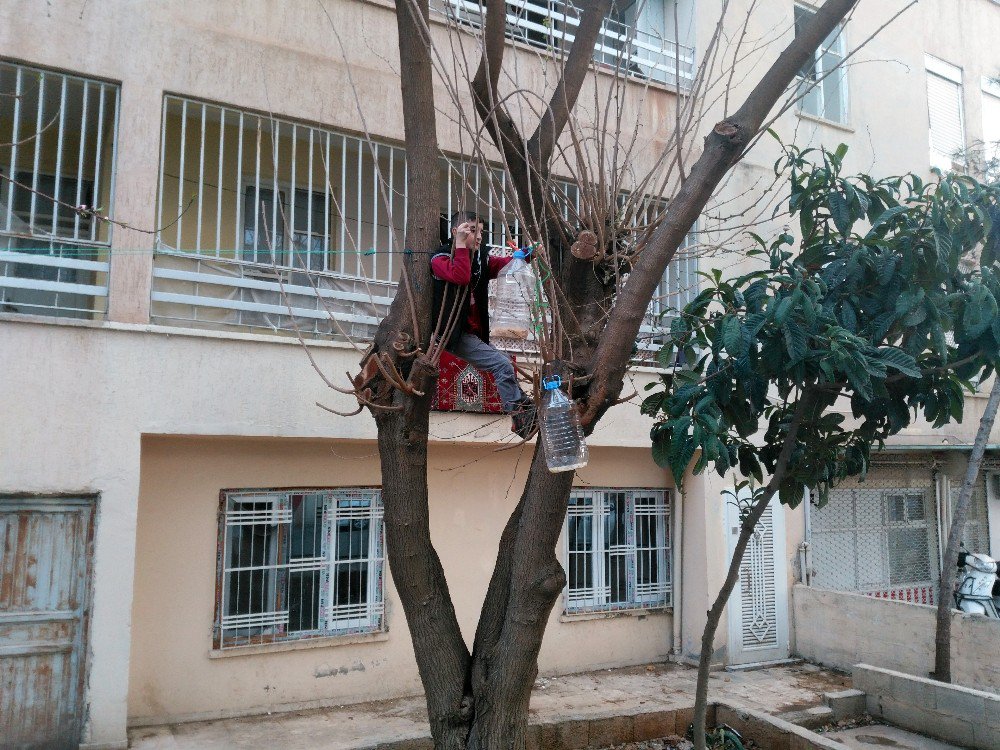 9 Yaşındaki Çocuk Apartmandan Topladığı Kuru Ekmeklerle Her Gün Kuşları Besliyor