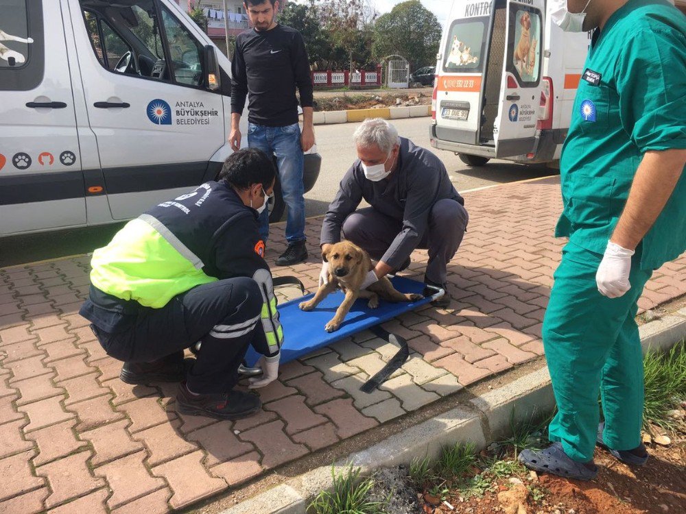 Antalya Büyükşehir’den Yaralı Hayvanlara Ambulansla Müdahale