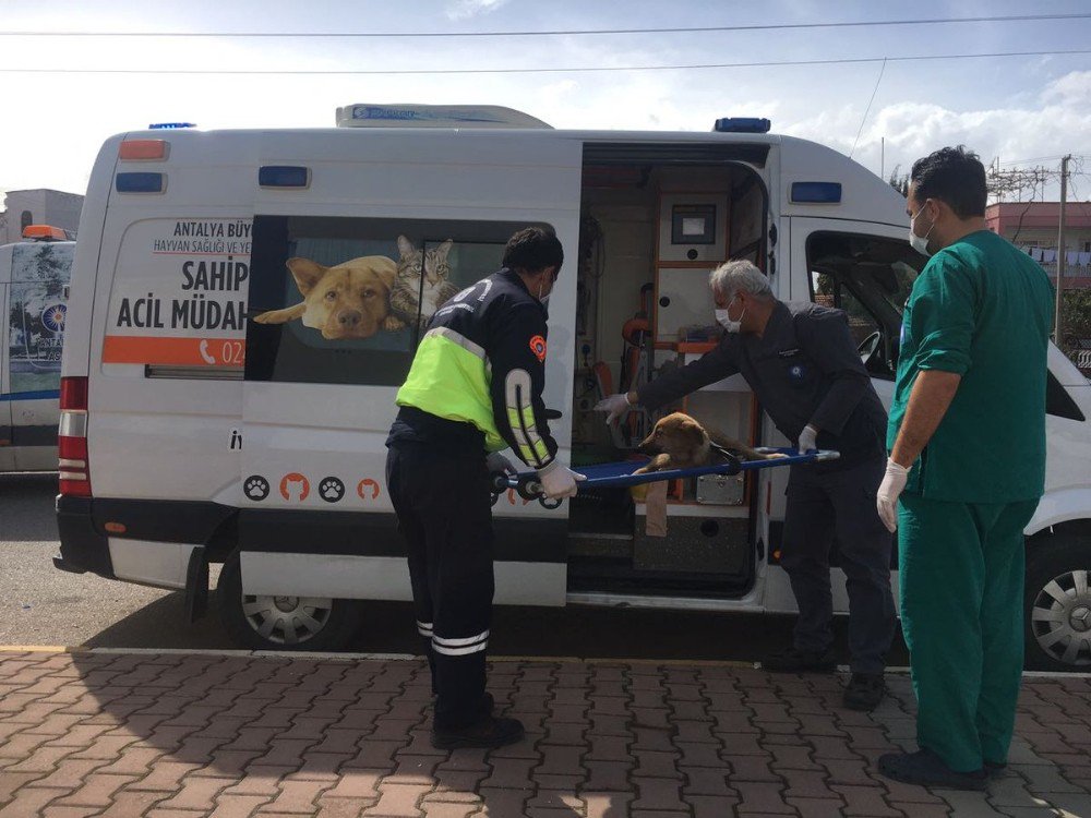 Antalya Büyükşehir’den Yaralı Hayvanlara Ambulansla Müdahale