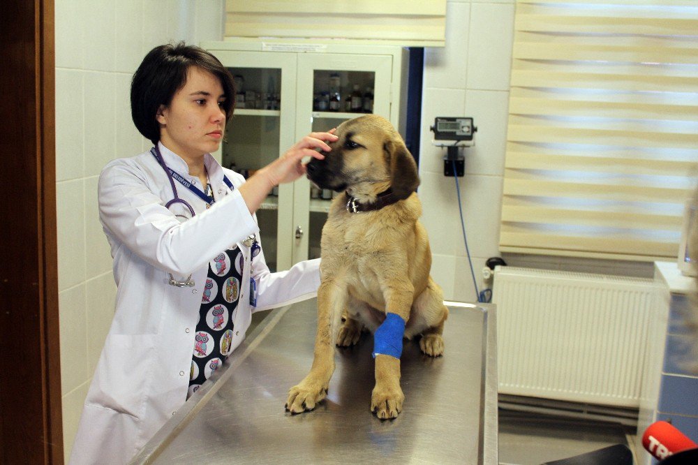 ’Kuyu Köpek’ Ölümü Bir Kez Daha Yendi