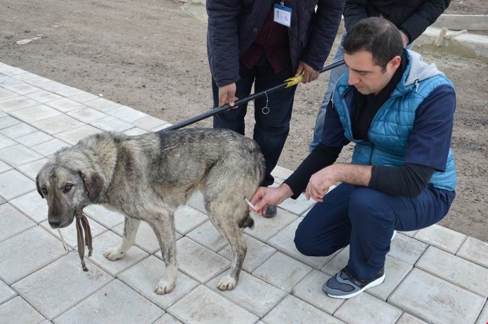 Doğubayazıt Belediyesi Sokak Hayvanlarına Sahip Çıktı