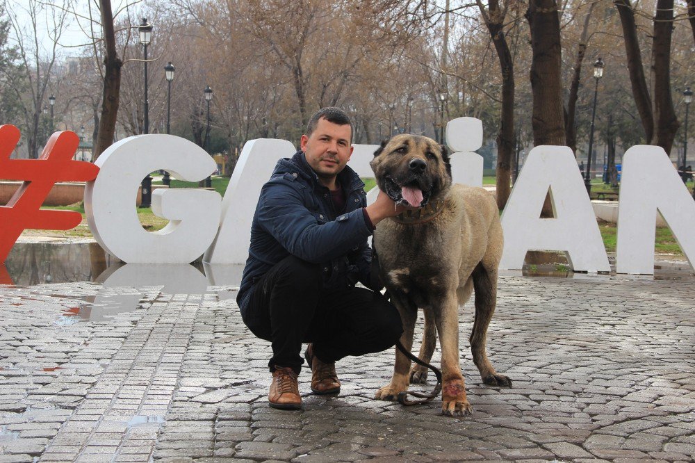 Türk Eylemcilere Köpekle Müdahale Eden Hollanda’ya Kangallı Tepki