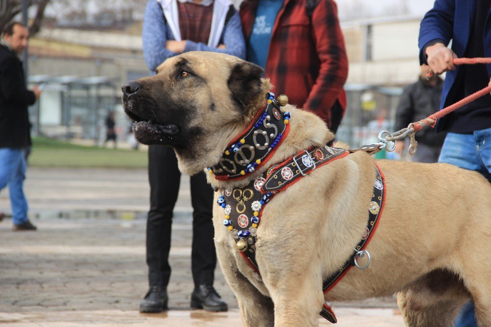 Türk Eylemcilere Köpekle Müdahale Eden Hollanda’ya Kangallı Tepki