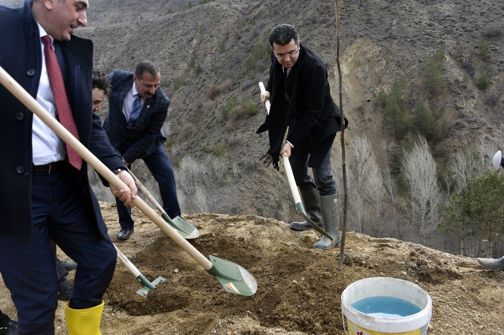 Gümüşhane’de Ceviz Seferberliği Devam Ediyor