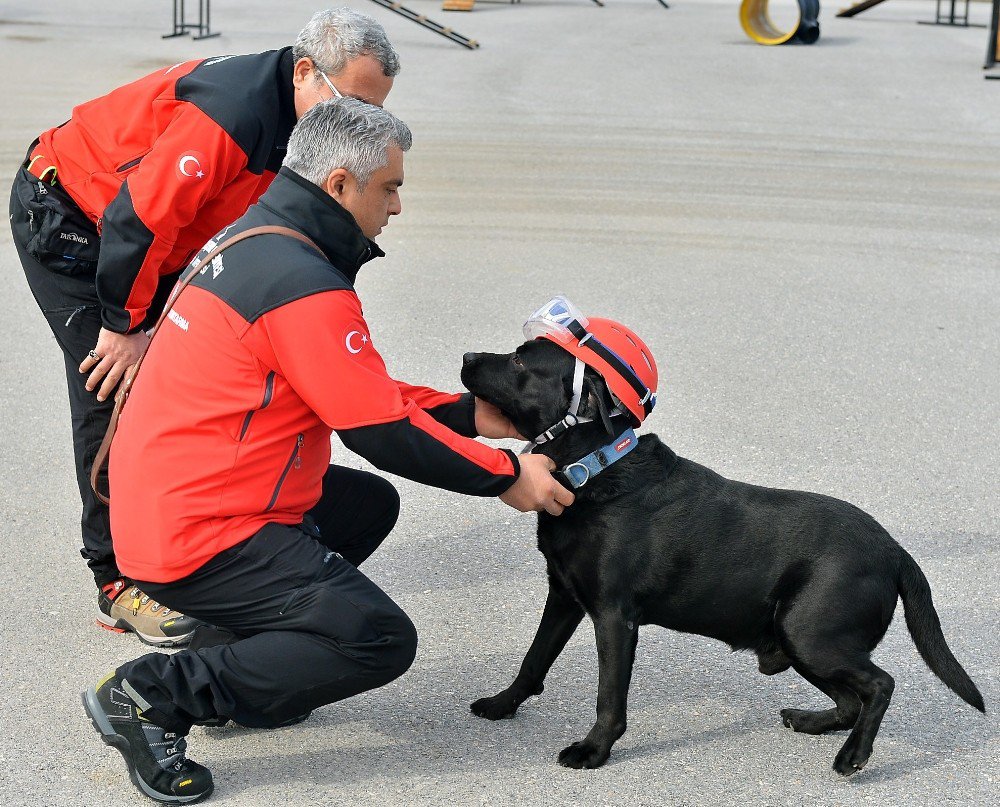 5 Köpek Hayat Kurtarmak İçin Eğitiliyor