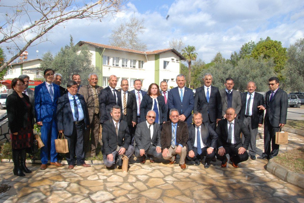 Silifke’de Harap Zeytinlerin Aşılanması Başladı