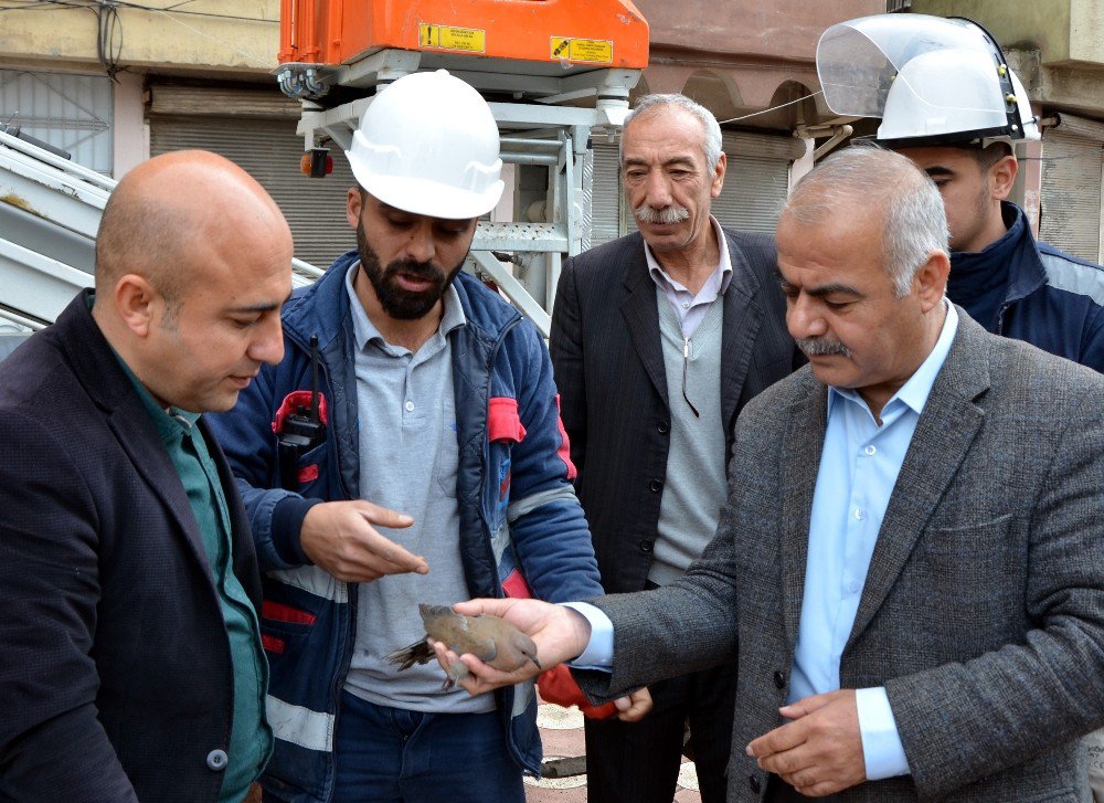 Elektrik Tellerine Asılı Kalan Kuş Kurtarıldı