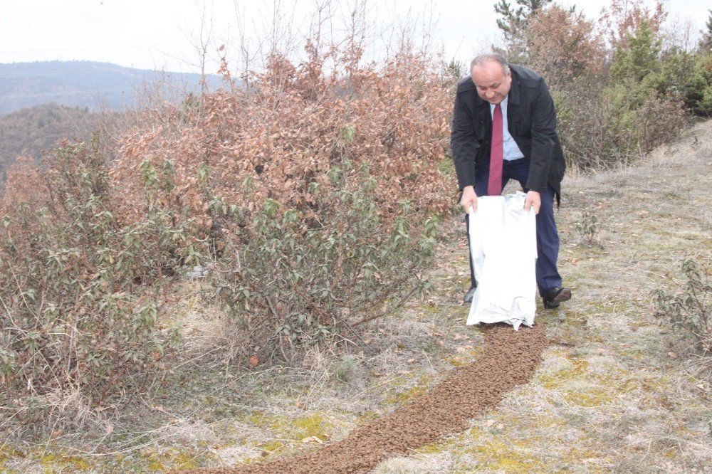 Başkan Babaş, Yaban Hayvanları İçin Ormana Yem Bıraktı