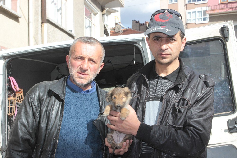 Yaralı Ve Hasta Köpek Tedavi İçin Eskişehir’e Gönderildi