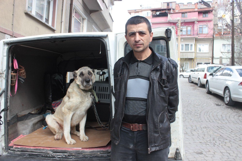 Yaralı Ve Hasta Köpek Tedavi İçin Eskişehir’e Gönderildi