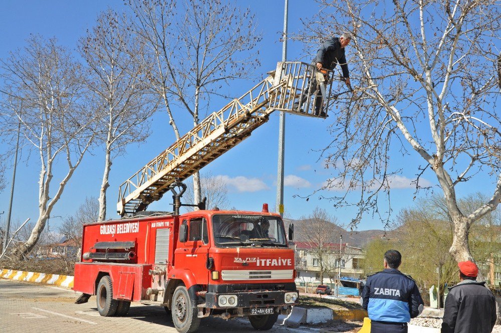 Gölbaşı İlçesinde Ağaç Budamaları Devam Ediyor